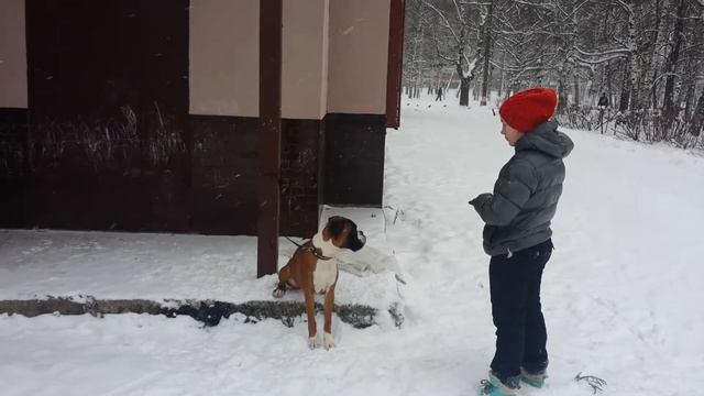 Дрессировка собак--немецкий боксер ГАРРИ 10 мес смотреть онлайн