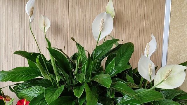 Лучший способ заставить цвести спатифиллум (женское счастье) смотреть онлайн