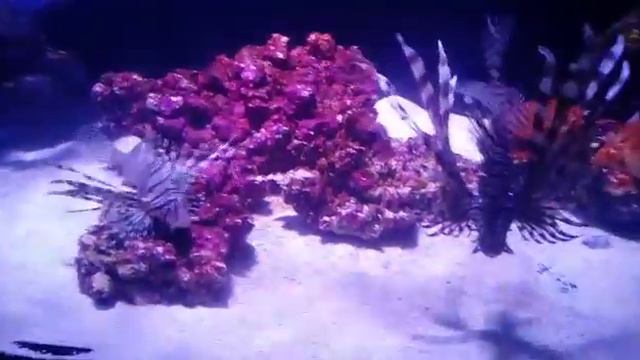 Conociendo algo extraño смотреть онлайн