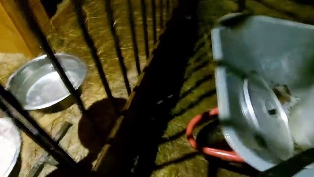 Лаек кормить пора/Скоро зима/ смотреть онлайн