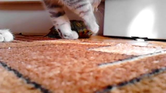 Кот и черепаха..! смотреть онлайн