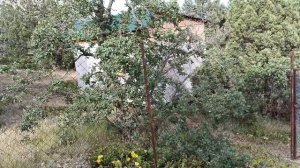 В Крыму начали цвести кактусы (опунция)