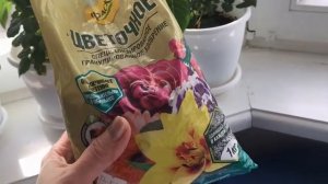 Роза в горшке из магазина.Уход.Посадка.Как сохранить.Мой опыт.