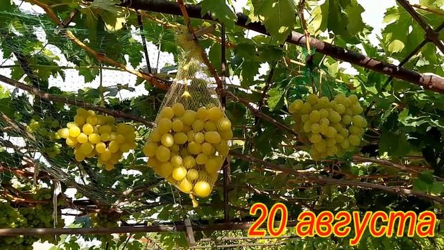 Виноград Ландыш - качество опыления и урожай