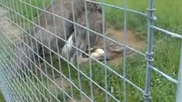 Гнездо страусов в Станьково