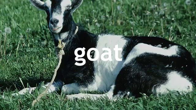 Learn English - English Farm Animals Vocabulary смотреть онлайн