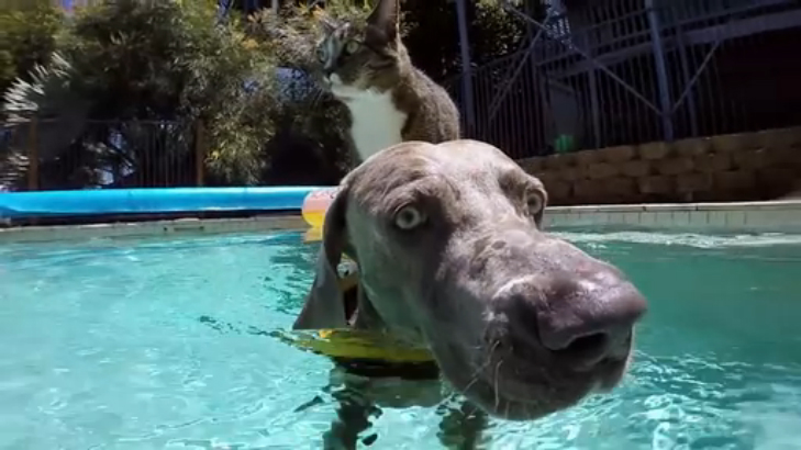 Серфинг кота на собаке смотреть онлайн