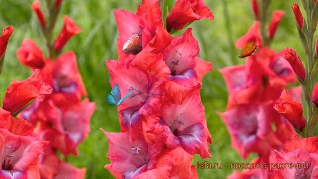 Гладиолус крупноцветковый Люмьер (gladiolus lumiere) ? обзор: как сажать, луковицы гладиолуса Люмье смотреть онлайн