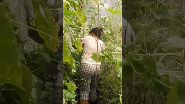 Тропические дожди в Белгороде. В заглубленная теплице можно выращивать рис. смотреть онлайн
