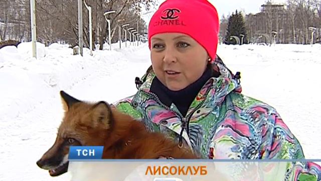 В Перми открылся «клуб» лисоводов смотреть онлайн