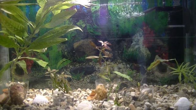 Запускаем аквариум. Заселяем рыбок.Run the aquarium. Accommodating fish. смотреть онлайн