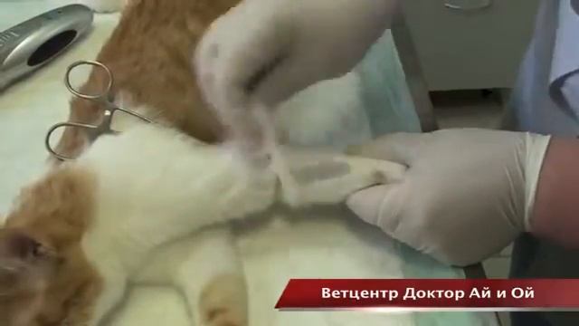 Постановка внутривенного катетера животным смотреть онлайн