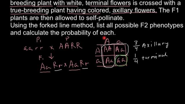 How to solve genetics problems with forked line method смотреть онлайн