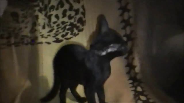 Ориентальный кот расцветки эбони смотреть онлайн