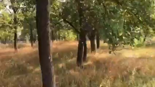 Светлогорское 2016. В гостях хорошо!...)) смотреть онлайн