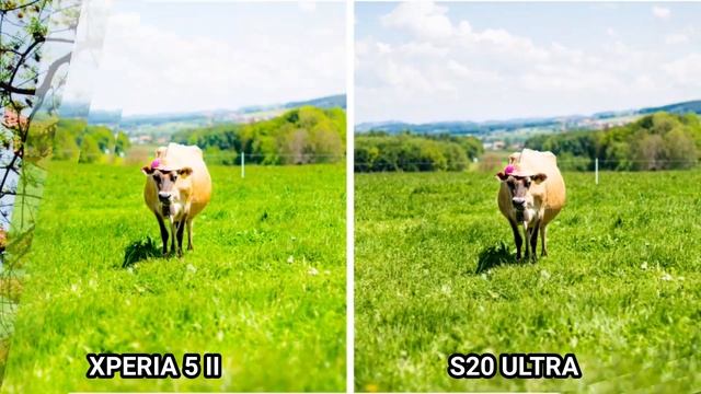 Sony Xperia 5 II Vs Samsung Galaxy S20 Ultra Camera Comparsion смотреть онлайн
