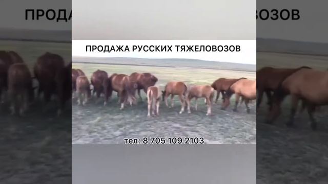 Продаются лошади породы Русский тяжеловоз... смотреть онлайн