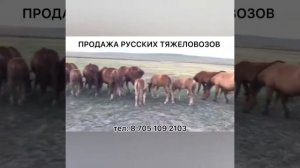 Продаются лошади породы Русский тяжеловоз...