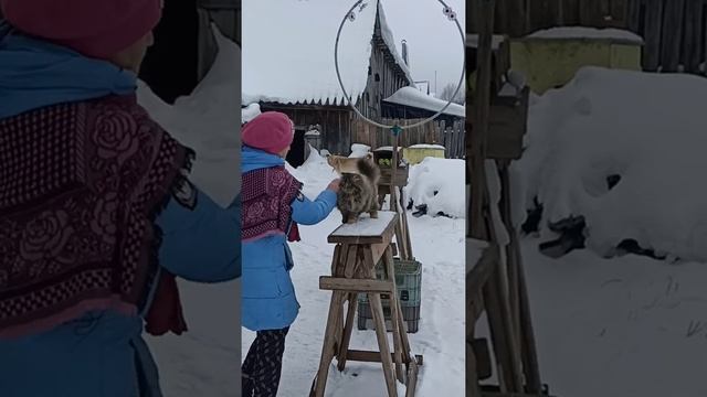 Деревенская кошка Пушинка самая умная кошка в мире ❤️ smart cat смотреть онлайн