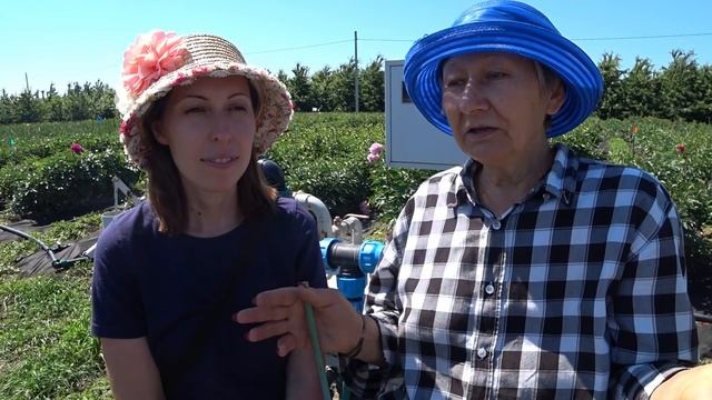 Как вырастить пионы? Уход за пионами! Часть 1 / Сад Ворошиловой смотреть онлайн