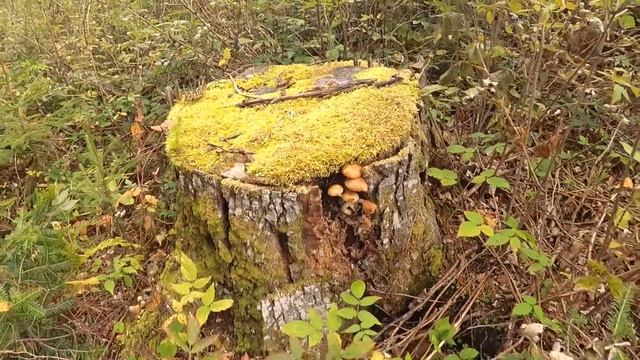 Білі гриби на узліссі. смотреть онлайн