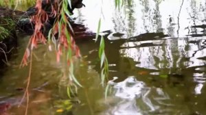 Чистые пруды - Игорь Тальков