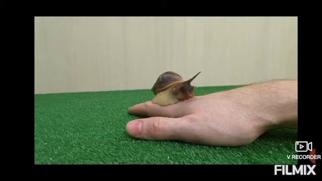 Всё об уходе и содержании улитки Ахатины смотреть онлайн