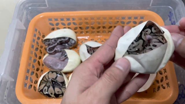 Morph Hunter EP. 61 l Pastel x Bongo Cinnamon Huffman Pastel смотреть онлайн