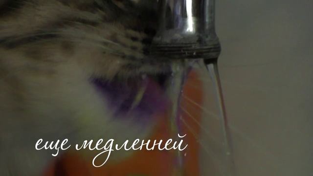 Фумка на водопое. Съемка камерой Panasonic HC-V750 (замедленная съемка 120 кадров) смотреть онлайн