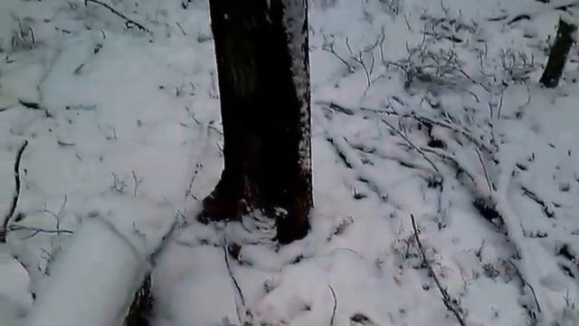 январь 2016 солонец для лося смотреть онлайн