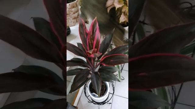 cordyline tango смотреть онлайн