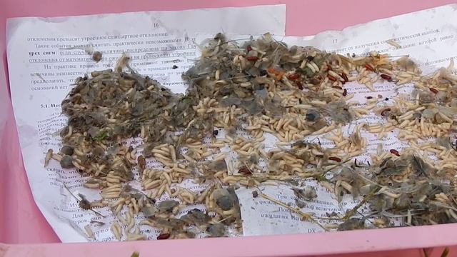 Ростим опарыша на даче№3 смотреть онлайн