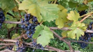 СОРТА ВИНОГРАДА для ПОДМОСКОВЬЯ. ВИНОГРАД  АГАТ ДОНСКОЙ.