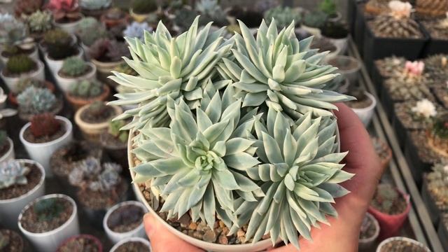 Graptoveria Fanfare Variegated