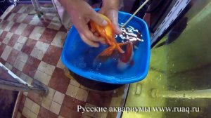 Золотая рыбка Тайская оранда джамбо. Принимаем роды