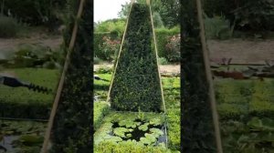 Стрижка тиса телескопическим кусторезом.