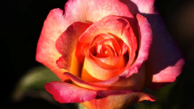 Горячие русские песни и фото онлайн смотреть онлайн