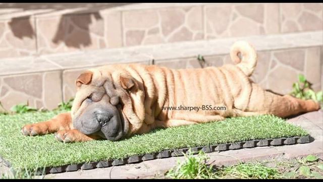 Ubiq Iz Doma BSS, male available смотреть онлайн