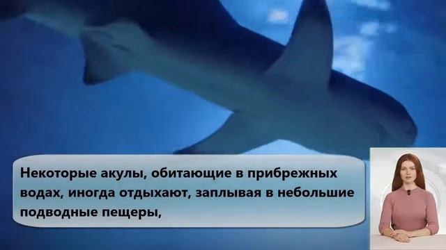 Почему акулы никогда не останавливаются? смотреть онлайн