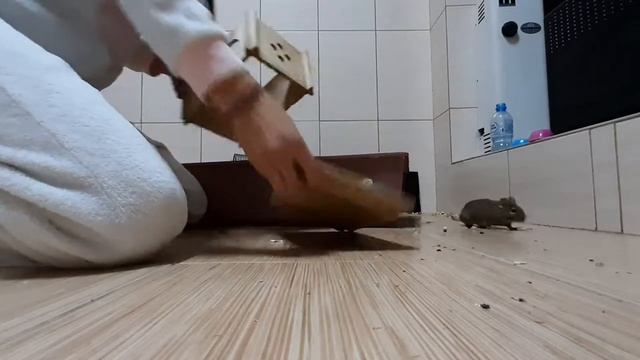 Условия содержания Дегу . Няша переезжает в новую клетку . смотреть онлайн