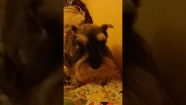 Филя утром нагло съел масло и мясо со стола... и на старуху бывает проруха... смотреть онлайн