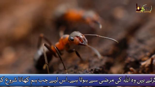 Jis Ghar sy Chuntian Niklna Bnd na Ho to Samjhein | Hazrat Ali Says If Ants Keep Coming Out Of Hous смотреть онлайн