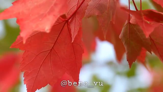 Пока в плену твоя душа... @beno_vu смотреть онлайн