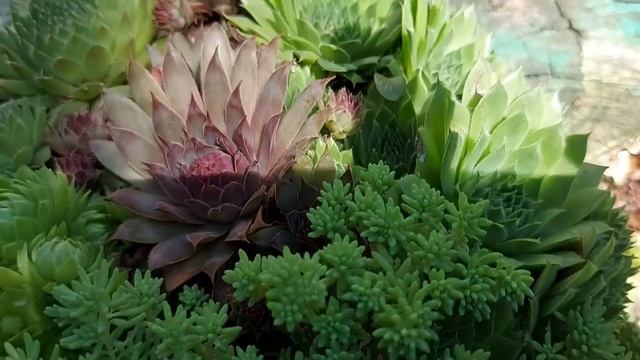 Каменная роза молодило. Уличные суккуленты на моей клумбе (виды и названия) смотреть онлайн