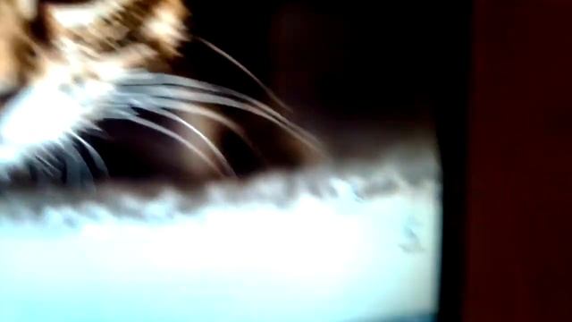 Как создать папку/текстовый документ