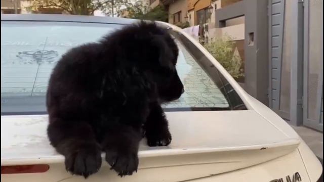 35 Days Old Pink Pedigreed Black Shepherd Puppies - Blood Line of World Champion - True Breeders смотреть онлайн