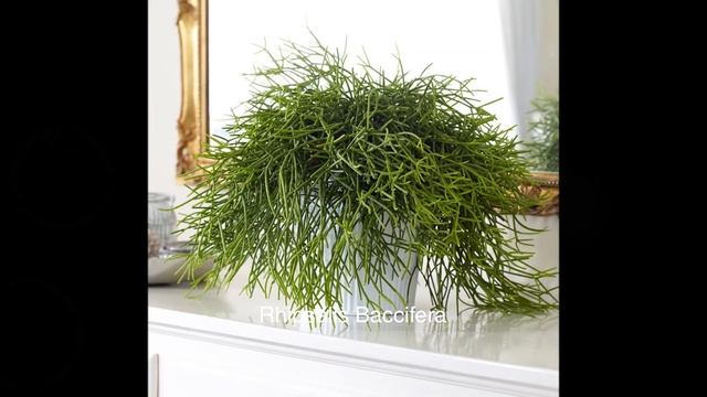 ? 25 Suculentas COLGANTES Con Nombres ! Para Tu Jardín, Tipos Y Especies