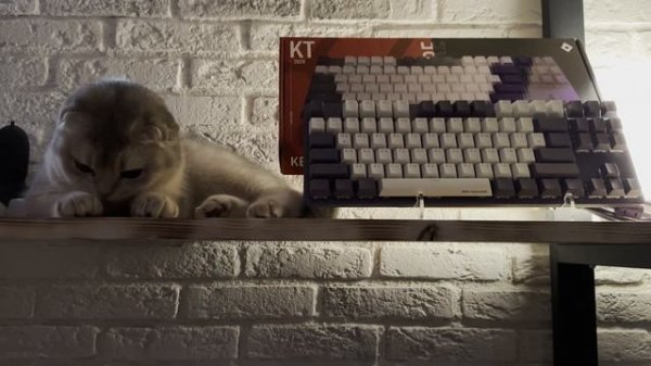 НЕ ТОП МЕХАНИКА ? Red Square Keyrox TKL G3ms Purple