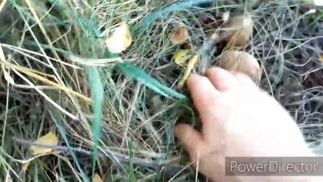 ТИХАЯ ОХОТА В ПОЛЬШЕ. ОСТШЕШУВ. МАХОВИКИ, СВИНУШКИ. смотреть онлайн