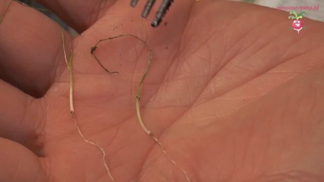 Что делать с чёрной ножкой на рассаде лука порея? #urozhainye_gryadki смотреть онлайн